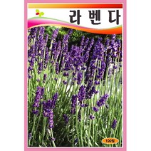 차로먹는허브 씨앗] 라벤다 100립
