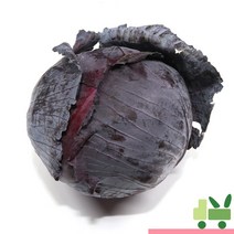 사라상회 적양배추 (적채) 6통