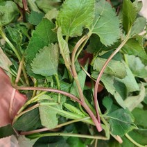 지리산 햇 취나물, 지리산 햇 취나물 500g, 1개