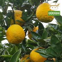 (제주직송) 제주 당유자 5kg 생과