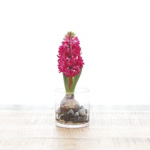 그린테라피 1 1 구근식물 히아신스 수선화 봄꽃 수경재배 식물 화분, 14_히아신스 수경화병   우와석