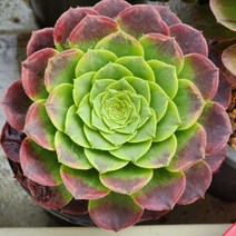 다육식물(페스티벌) 2개 랜덤발송, 1개