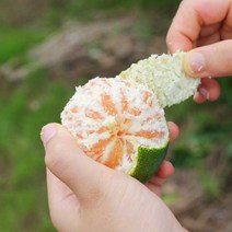 더조은푸드 제주위미농협 대과 노지감귤 4.5kg, 없음