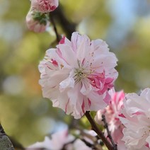[충북농원] 수양삼색홍도화 꽃복숭아나무 홍도화 나무 묘목 - R3분 (화물착불), 단품