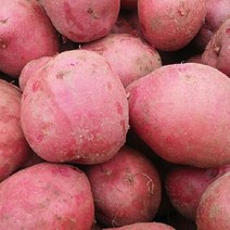 국내산 카스테라 홍감자 자주감자 붉은감자 3kg 5kg 10kg 산지직송, 속노란 홍감자 3kg 중대