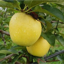 충주사과 시나노골드사과 저탄소인증 껍질째먹는사과 3kg 7/10개 황금사과, 상세페이지 참조, 상세페이지 참조