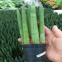 행복한꽃순이 스투키(20cm 9촉)