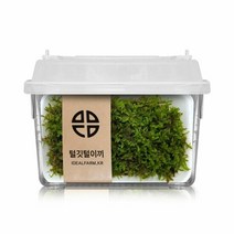털깃털이끼 관찰세트 자연과학 공기정화 음지식물