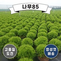 (나무85) 둥근측백(데니카) 5치 포트