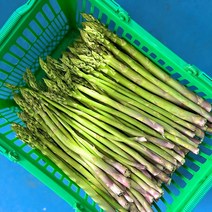 첫순 연한 강원도 아삭 생 아스파라거스 1kg 500g 못난이 특품, 정품 1kg