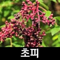 초피나무/민초피나무/묘목/특용수/실생2년특묘/키80cm, 초피 실생1년특묘(10주)