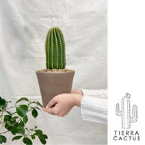 튼튼퉁퉁 기둥 선인장 중형 대봉룡 - 토분 2color, 쵸코직선토분L(받침포함)