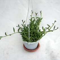 그린플랜트 공기정화식물 바나나체인 1+1