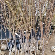 바이오체리 결실주 5년생