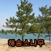 해송 3영포트묘 10그루 나무 묘목 꽃나무 유실수 과일나무 조경수 울타리나무