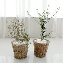 실내 공기 미세먼지 정화 식물 올리브 나무 키우기 해초 라탄 바구니 우드스탠드, 올리브나무+우드스탠드(분갈이)
