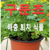 (성실농원A)구문초 화분(소)2개 공기정화해충퇴치식물