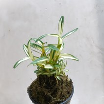 가쿠야히메 (석곡), 1개
