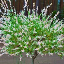 같이가치농원 무늬버드나무 화이트핑크셀릭스 삽목2년