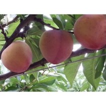 자두나무 묘목 대석 포무샤 왕자두 추희 서양자두, 접목1년 포무샤, 상묘