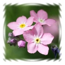 물망초(핑크) 어린꽃모종 3개