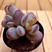 러브코리아 방울복랑 키우기 쉬운 붉고 예쁜다육15 랜덤발송, 단품, 1개