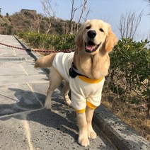 큰강아지 강아지 중형견 대형견 진돗개 리트리버 옷 티셔츠 맨투맨 기모티 기본티 실내복 내복 잠옷, 아이보리+노랑