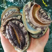 완도 산지직송 활 전복 1kg, 소형 사이즈 전복 1kg(25~30미), 1개