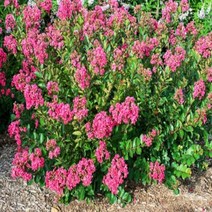 미니배롱나무묘목 무카 백일홍나무