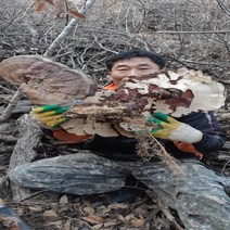야생자연산영지버섯절편300g, 1개