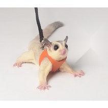 슈가글라이더 외출 산책 용품 목줄 가슴줄, 블랙 쓰리피스 슈트