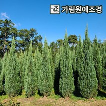 블루엔젤 묘목 포트 상록수 가림원예조경, 삽목2년특묘(10개1세트)