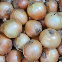 2023년 수확한 양파 햇양파 최상품 조생종, 10kg 중, 1개