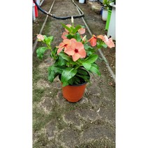 일일초 목일일초 오렌지색 1신상품 랜덤 공기정화식물/미세먼지/공기정화효과 공기정화식물, 1개