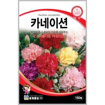 카네이션 150립 꽃씨 다년생 씨앗 몰 봄 여름 가을 야생화 세계종묘 농사마트