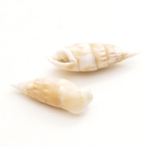 오꿈 조개껍질 조개껍데기 소라껍데기 소라껍질, A09 조개껍질 소라a, 봉