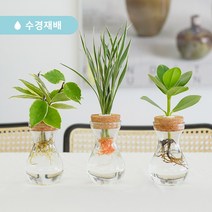 [메이크정글] 공기정화 수경재배식물 기프트세트 글래시 No 9 수중 수생식물, 호야