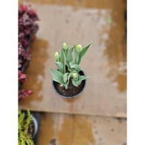 무배특가 5촉 중형 튤립 구근식물 품종랜덤 색상랜덤 20-40cm 109, 1개