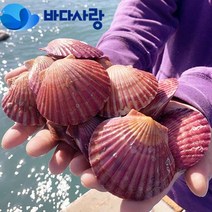[바다사랑]신선하고 달콤한 제철 세척 고성 홍가리비 당일발송3kg 5kg 7kg 10kg, 10kg x 1box