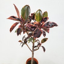 루비수채화 고무나무 대품 수입식물 80~120cm 549, 1개
