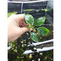 아누비아스 나나 1벌브 4~8잎 (소)사이즈 자연수초 음성수초