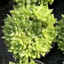 [올식스] 경화금 중대 하월시아 다육식물 다육이 키우기 공기정화식물 개업화분