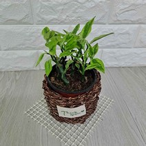 페딜란투스 화은룡 잘안죽는 그늘에서잘자라는 반음지 실내 공기정화 다육 식물 천국의계단 대은룡 화분 라탄 바구니 세트
