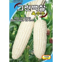 (씨앗) 찰옥수수 3종 (흰색 얼룩이 흑색) - 맛있는 찰옥수수 씨앗 - 텃밭용 소포장 - 100립, 흑찰옥수수