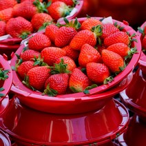 [삼시세끼연구소] 고당도 프리미엄 생 딸기 논산 상큼한 설향딸기 500g 1kg 새벽경매 산지직송, 4.설향딸기1.4kg(700g2팩/무배+10%추가할인)
