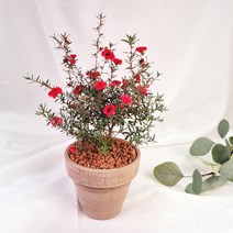 호주매화 일지매 마누카 붉은꽃 야생화 겨울꽃 호주식물 공기정화식물 인테리어식물, 8. 블루밍화분-베이지(화분받침 포함)