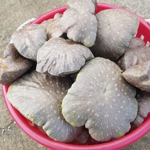 하늘마 생물 식용 5kg 열매마 우주마