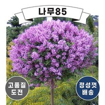 (나무85) 왜성향기라일락 7치 포트, 3.다크퍼플 7치 포트