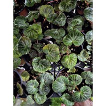 무배특가 3개발송 인기야생화 바위취 소품 노지월동 월동식물 10-20cm 35