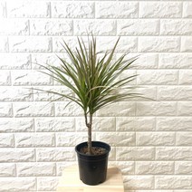 마지나타바이칼라 마지나타레인보우 드라세나마지타나, 1개